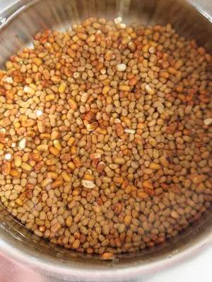 How To Sprout Matki (Moth Beans) https://thespicycafe.com/how-to-sprout-matki-moth-beans/