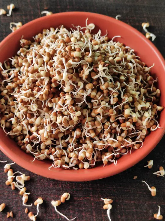 How To Sprout Matki (Moth Beans) https://thespicycafe.com/how-to-sprout-matki-moth-beans/